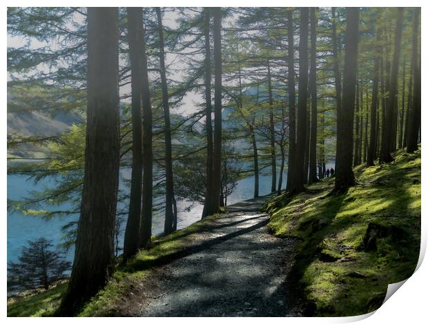 Buttermere Forest Path Print by Kate Lake