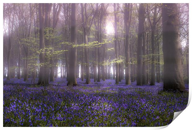 Enchanted Bluebell Glade Print by Kate Lake