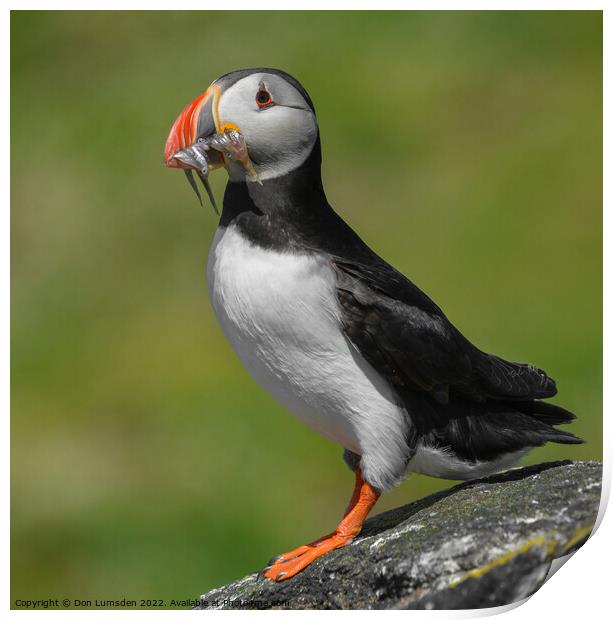 Isle of May Puffin Print by Don  Lumsden 