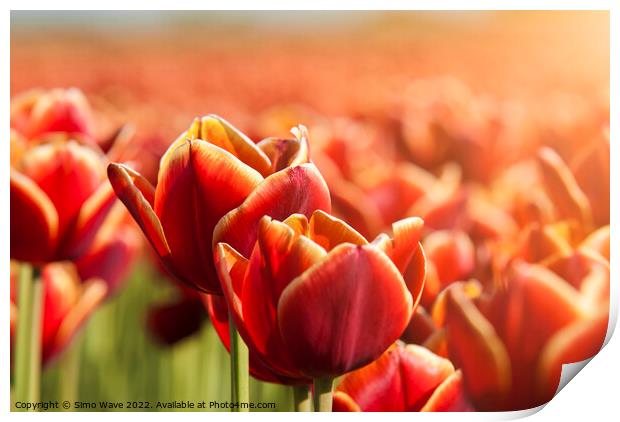 Dutch Red Tulips Close Up  Print by Simo Wave