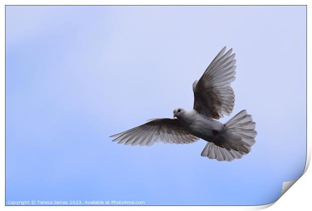 white dove in flight  Print by Teresa James