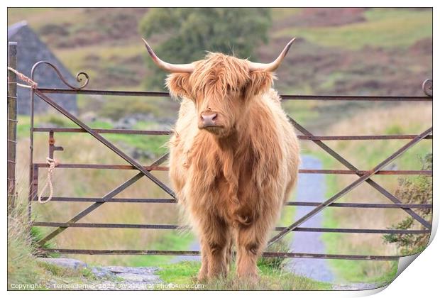 A highland cow is standing in front of a gate Print by Teresa James