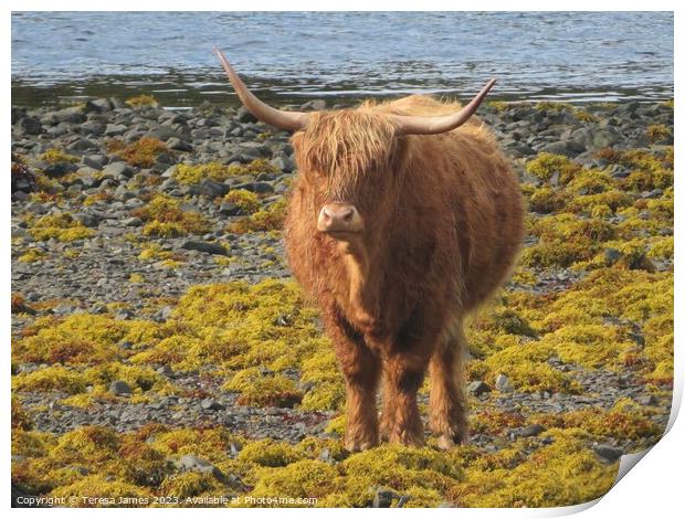 A highland cow standing on a beach  Print by Teresa James