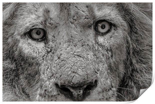 Old Male Lion Print by Chris Walker