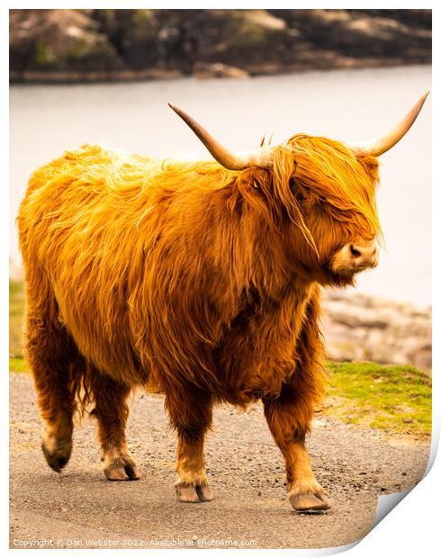Beautiful Highland Cow - Isle of Harris, Outer Hebrides, Scotland  Print by Dan Webster