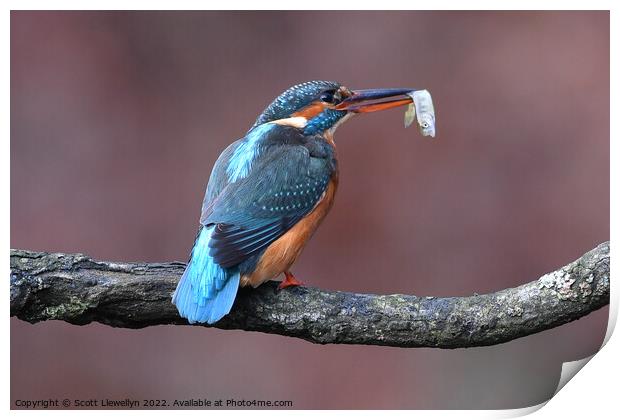 Animal bird fish Print by Scott Llewellyn