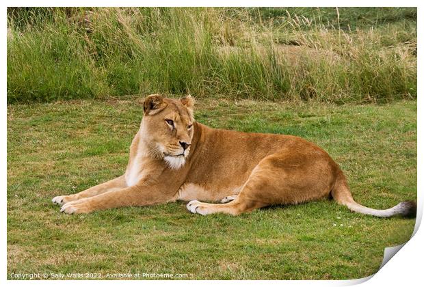 Lioness Resting on grass Print by Sally Wallis