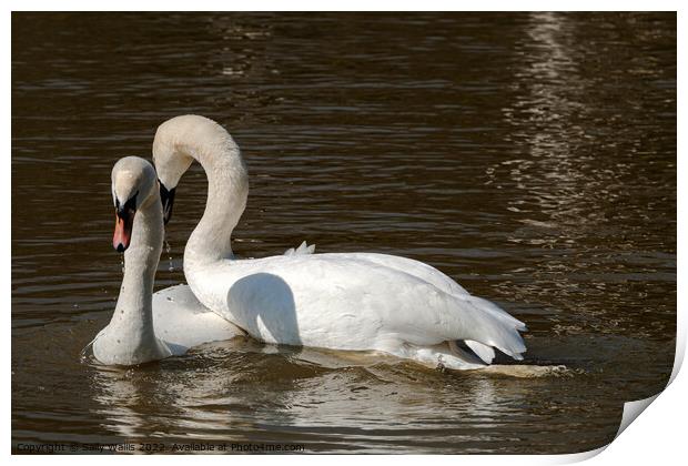 Swans Courting Print by Sally Wallis