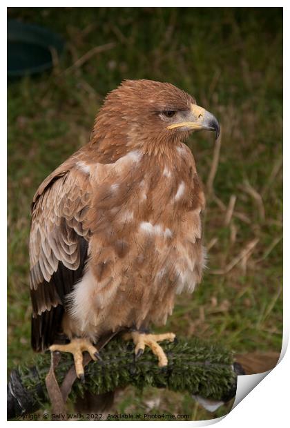 Harris Hawk Print by Sally Wallis