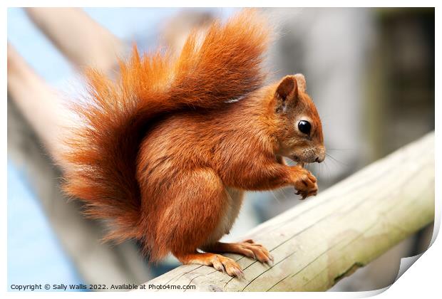 red squirrel on beam Print by Sally Wallis
