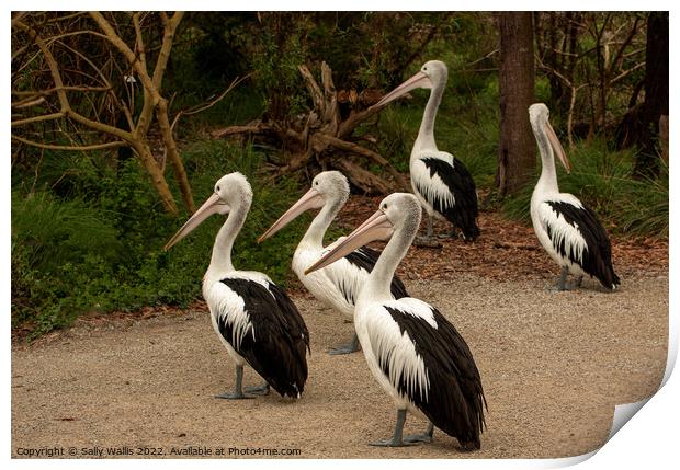 Pelicans Crossing Print by Sally Wallis