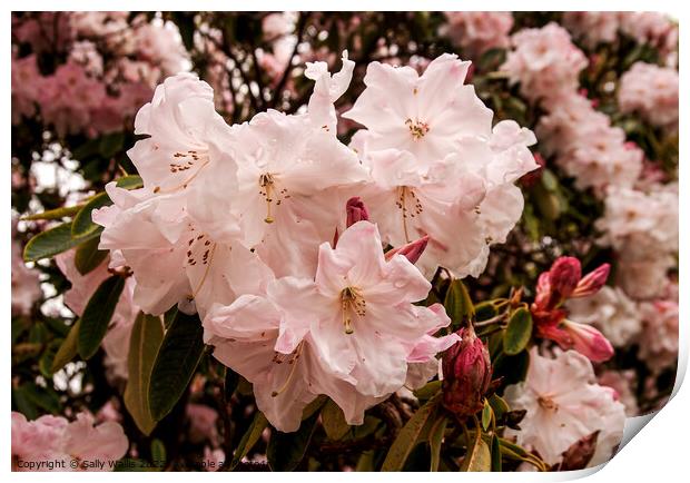 blown pink rhododendron Print by Sally Wallis