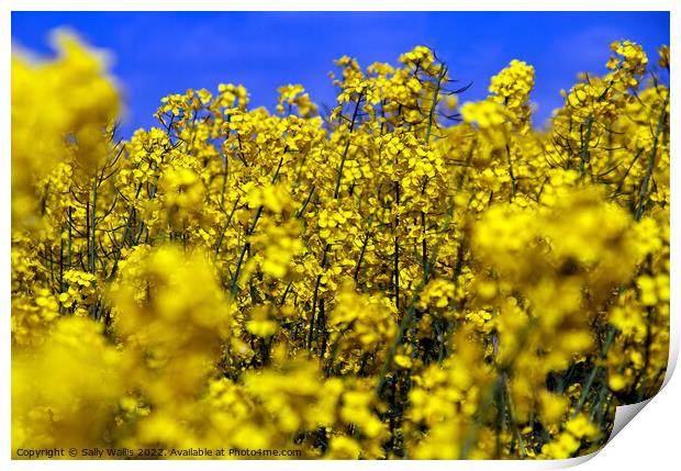 Bright yellow close-up of oilseed rape Print by Sally Wallis