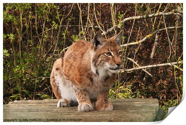 Lynx, wild cat, watching Print by Sally Wallis