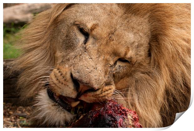 A lion gnawing on raw meat Print by Sally Wallis