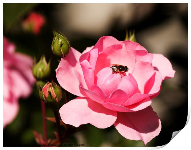 Fly on Pink Rose Print by Sally Wallis