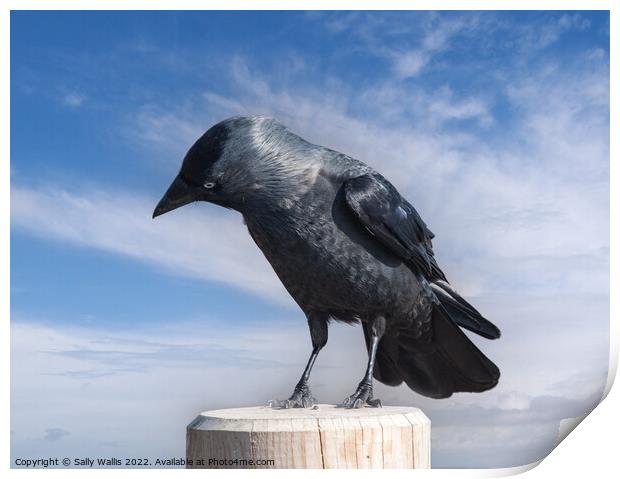 Jackdaw perched on a post Print by Sally Wallis