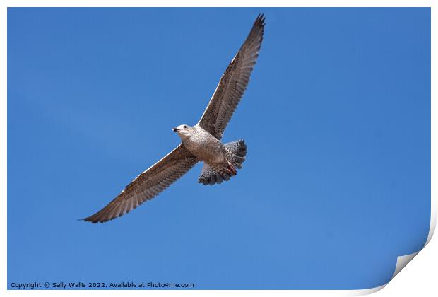 Herring Gull soaring against blue sky Print by Sally Wallis