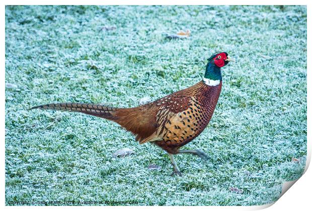 Pheasant strutting on frosty grass Print by Sally Wallis