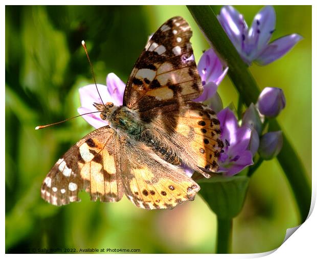 Painted lady butterfly  Print by Sally Wallis