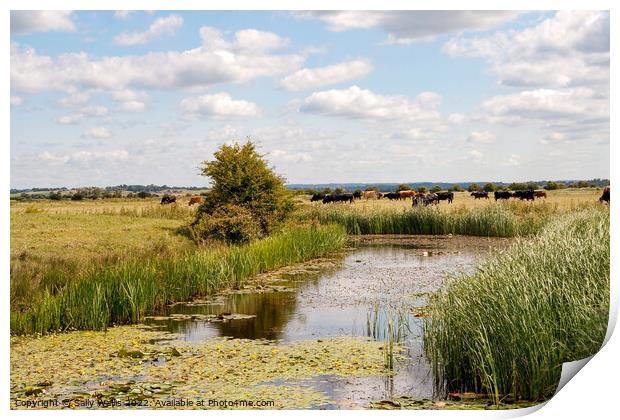 Cattle on bank of Pevensey Marsh Dyke Print by Sally Wallis