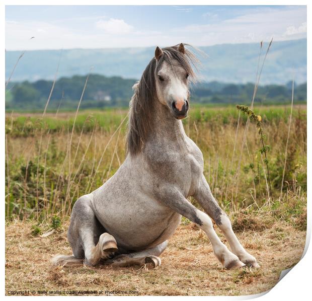 A grey pony getting up from a roll Print by Sally Wallis