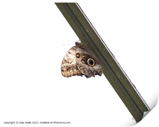 Brown Owl Butterfly Print by Sally Wallis