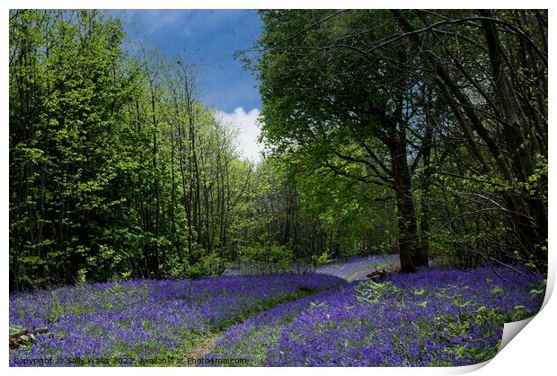 Path through Sussex bluebell wood Print by Sally Wallis