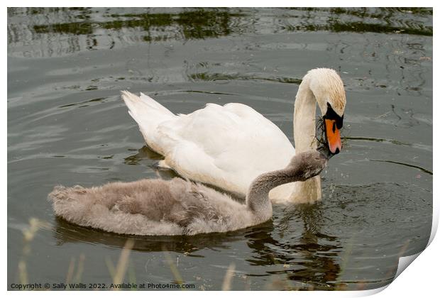 Pen feeding cygnet Print by Sally Wallis