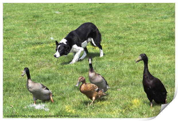 Collie herding ducks Print by Sally Wallis
