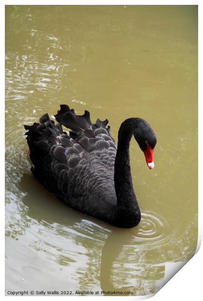 Black Swan Print by Sally Wallis