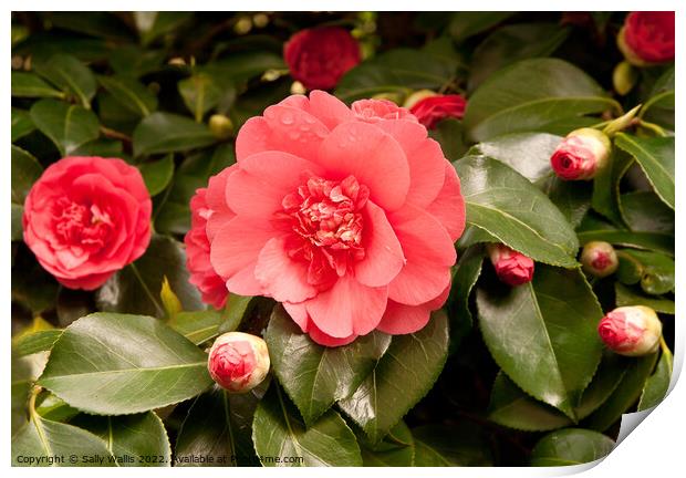 Pale red camelia surrounded by buds Print by Sally Wallis