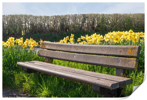 Bench among daffodils Print by Sally Wallis