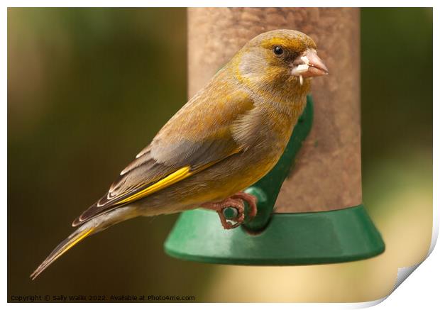 Greenfinch with seeds in his mouth Print by Sally Wallis