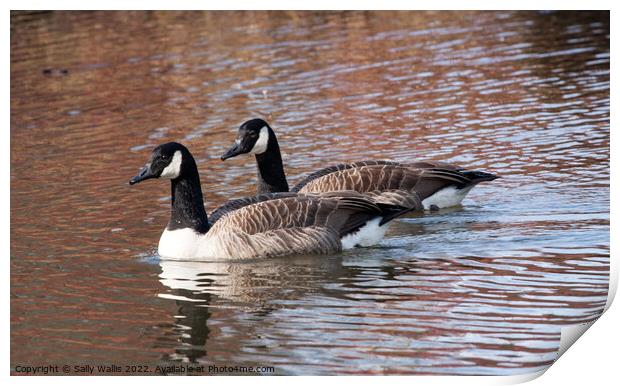 Pair of Canada geese in spring Print by Sally Wallis