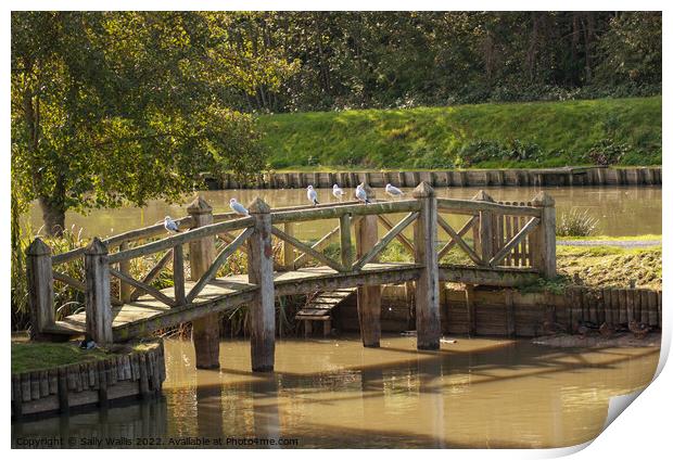 Seagulls perched on rustic bridge Print by Sally Wallis