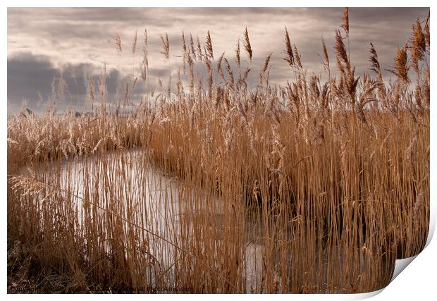 Frozen dyke on Pevensey marshes Print by Sally Wallis