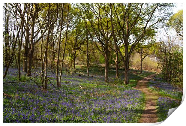 Bluebells in East Sussex Print by Sally Wallis