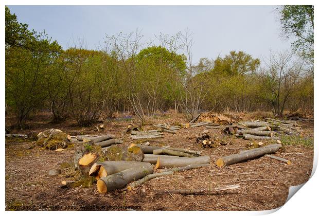 Logging in Sussex Woodland Print by Sally Wallis