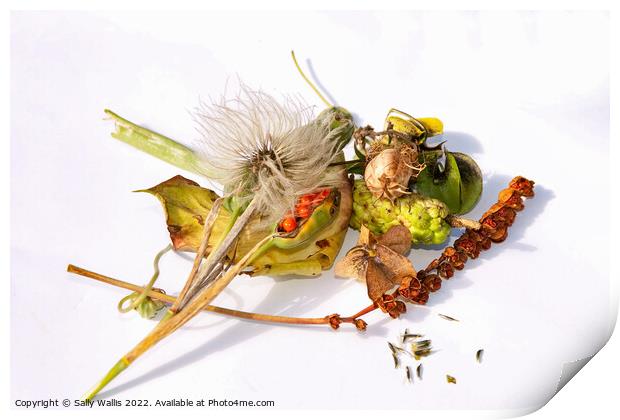 collection of ripe seedheads Print by Sally Wallis