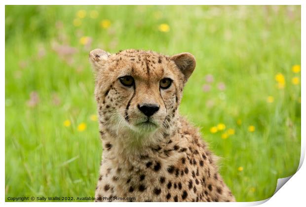 Young Cheetah portrait Print by Sally Wallis