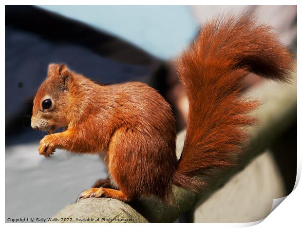 Red squirrel with bushy tail Print by Sally Wallis