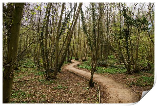 woodland walk in springtime Print by Sally Wallis