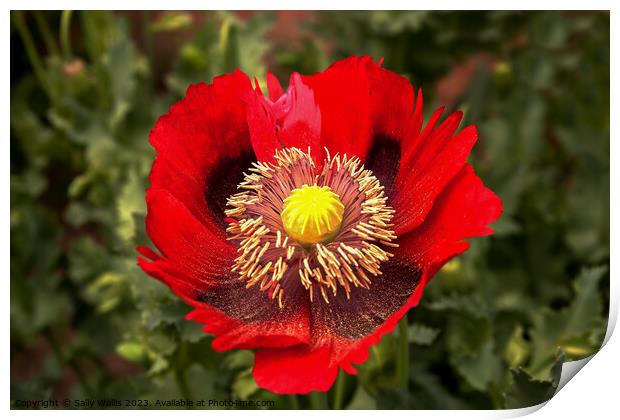 Red ragged poppy with pollen from its stamens sprinkled on the lower petals Print by Sally Wallis