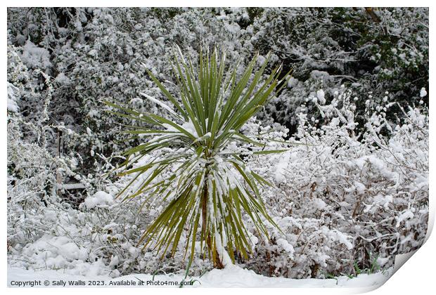 Cordyline plant in snow Print by Sally Wallis