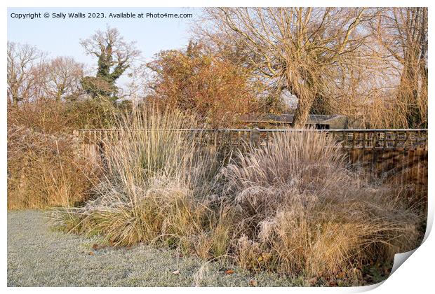 Grasses with frost on them Print by Sally Wallis