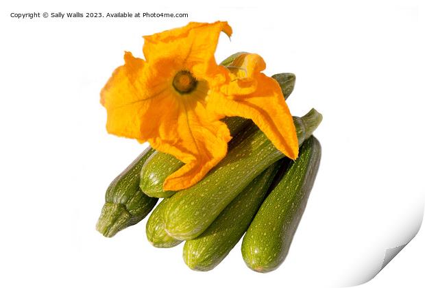 Zucchini and flower Print by Sally Wallis