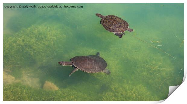 Two turtles swimming Print by Sally Wallis