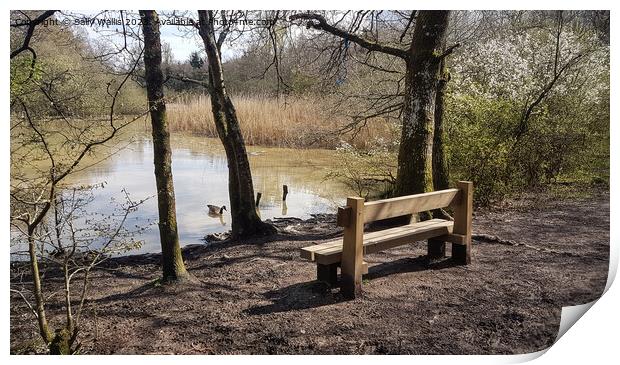 Bench with a View Print by Sally Wallis