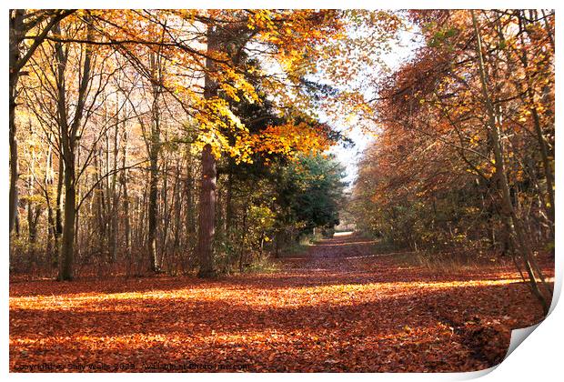 Friston Forest Crossroads Print by Sally Wallis